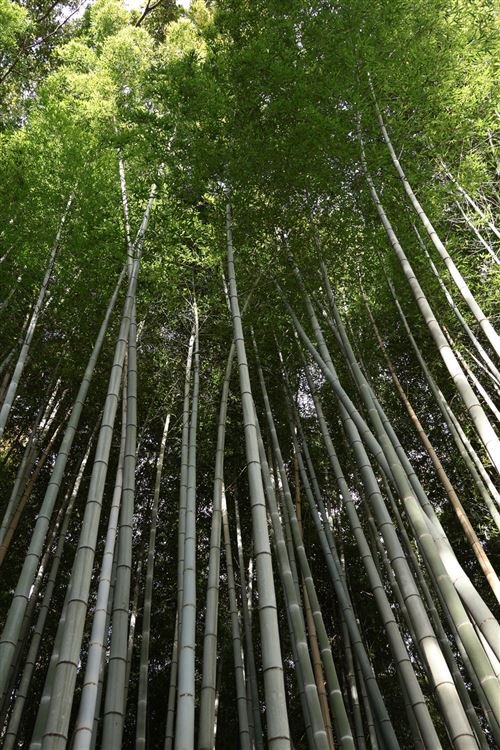 Objetivo híbrido Canon RF-S 18-150 mm f/3,5-6,3 IS STM - Imagen de 8